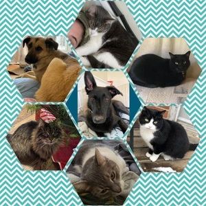 Meet your Posher, Nora